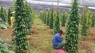 Giá tiêu hôm nay 27/5/2025: Trong nước im ắng trong khi tiêu Indonesia leo dốc ầm ầm