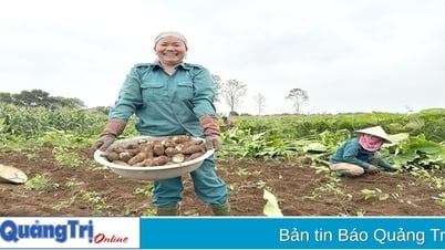 Mantener y ampliar el área de cultivo de taro para productos básicos en el distrito de Vinh Linh