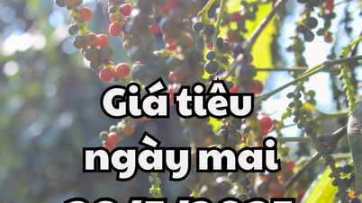 Tin tức, dự báo giá tiêu 28/5/2025 kéo dài chuỗi tăng, Tây Nguyên dẫn đầu xu hướng