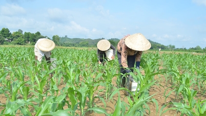 Khuyến cáo về sâu bệnh vụ hè thu