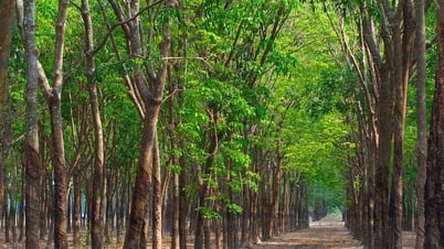 Giá cao su hôm nay 27/5/2025: giá cao su thế giới biến động trái chiều, trong nước ổn định