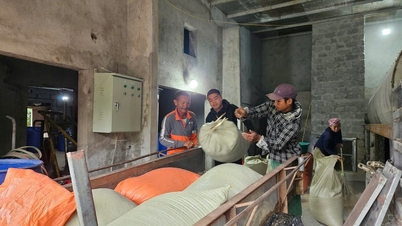 Les agriculteurs de Nghe An font la queue pour sécher le riz