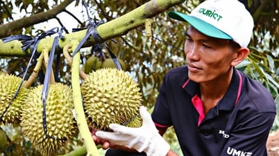 Lâm Đồng triển khai Công điện của Thủ tướng về đẩy sản xuất và xuất khẩu sầu riêng bền vững