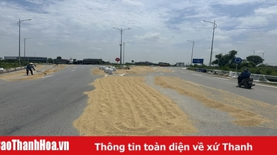 Tiềm ẩn nguy cơ mất an toàn giao thông từ việc phơi lúa trên đường