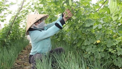Sản xuất nông nghiệp hữu cơ mang lại hiệu quả