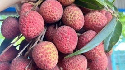Tin Công Thương 27/5: Vải thiều đầu vụ giá cao vẫn đắt khách