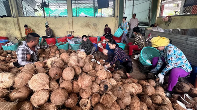 The paradox of the coconut industry - the higher the price, the more miserable the factory is due to lack of raw materials to operate