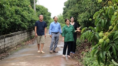 楚鎮のGlobalGAPライチ農園が豊作を約束