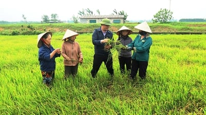 Tập huấn quản lý sức khỏe tổng hợp trên cây trồng chủ lực
