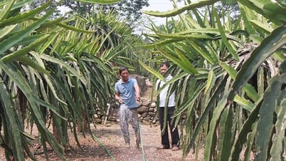 Código de área en crecimiento: "puertas abiertas" para los productos agrícolas