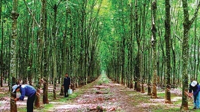 Giá cao su hôm nay 28/5/2025: Sụt giảm, mùa khai thác cao su năm 2025 tại Thái Lan bị hoãn lại một tháng