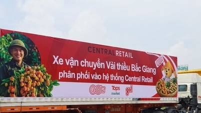 Khoảng 1.000 tấn vải thiều Bắc Giang sẽ được tiêu thụ qua siêu thị của Central Retail
