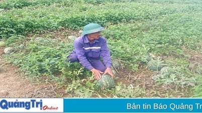 ចម្លងគំរូដាំឪឡឹកនៅ Huong Phung
