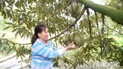 Tien Giang : 12 000 hectares de durian bénéficient de codes de zone de culture d'exportation