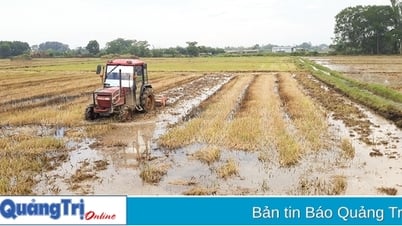 Quang Tri a obtenu de nombreux résultats en matière de développement agricole.