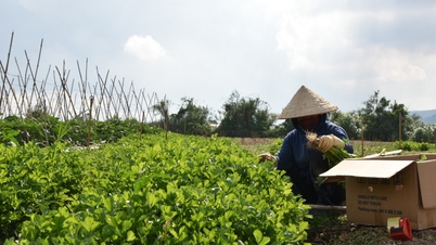 Nông sản rớt giá, nông dân gặp nhiều khó khăn