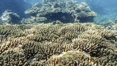 Protect coral reefs to thrive