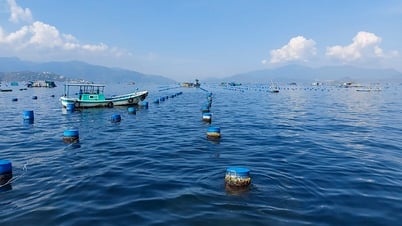 Despejando decididamente las jaulas en la bahía de Cam Ranh