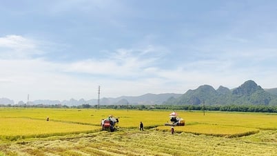 トゥエンホア：冬春作物の収穫量と生産量は計画に達し、それを上回りました。