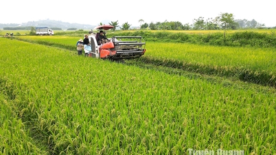 Nhiều địa phương thu hoạch lúa sớm