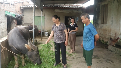 La famille de Mme Ly élève des buffles et des vaches dans un système fermé.