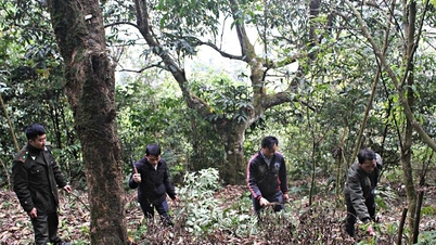 District de Tam Duong : Protection des forêts contre la gestion et le traitement stricts de la végétation
