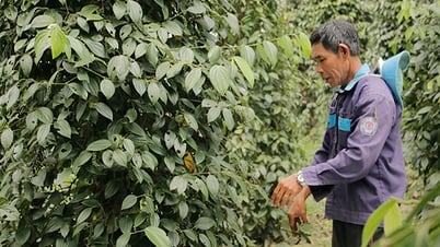 Los precios de la pimienta suben, los del café bajan