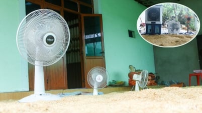 Trời mưa liên tục, người dân vùng cao Nghệ An khốn đốn vì lúa nảy mầm