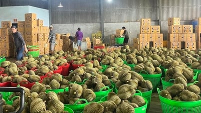 Les douanes donnent la priorité aux procédures d'exportation du durian