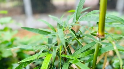 風邪を治すために健康に良い蒸し方とは？