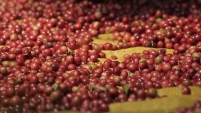 Exportaciones de café alcanzaron 4.200 millones de dólares en 5 meses