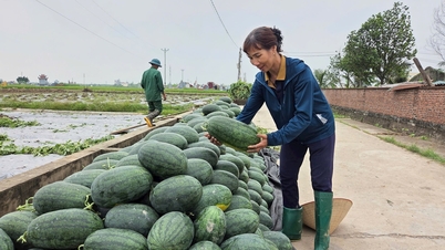 Урожайность арбузов в Тхыонг Куан (Кинь Мон) увеличилась более чем на 2 центнера с гектара