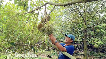 Qualité et transparence pour une croissance spectaculaire du marché du durian