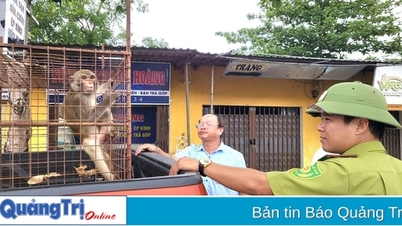 Vinh Linh: Hat einen 3,5 kg schweren braunen Affen in die Freiheit entlassen