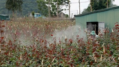Cần có giải pháp phát triển bền vững thương hiệu rau Quản Bạ