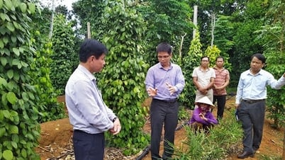 Giá tiêu hôm nay 28/5/2025: Tăng nhẹ trở lại