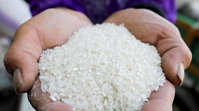 Rice price today May 28, 2025: Stable, Thai rice export decreased sharply