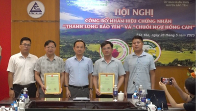 Công bố nhãn hiệu chứng nhận “Thanh long Bảo Yên” và “Chuối ngự Hồng Cam”