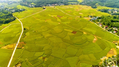 ภูหลวงสร้างแบรนด์ข้าวเหนียวลิ้นจี่