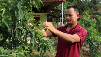 ร่ำรวยด้วยต้นพีชประดับ - หนังสือพิมพ์และสถานีวิทยุโทรทัศน์ลางซอน