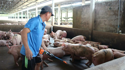 Le prix des porcs vivants dans le Sud est le plus élevé du pays, allant de 74 à 75 000 VND/kg.