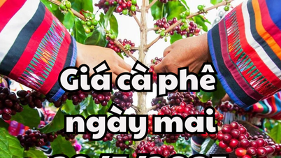 Tin tức, dự báo giá cà phê ngày 29/05/2025 khó hồi phục lại đà tăng