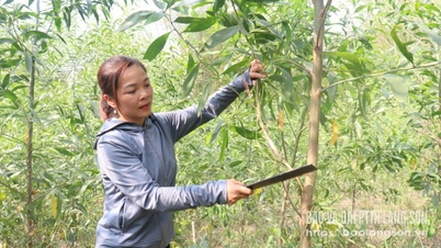 Trung Thành chọn hướng làm giàu - Báo và Đài Phát thanh Truyền hình Lạng Sơn