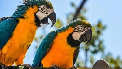 Vẹt nói tiếng người do hiểu hay chỉ là sự bắt chước vô thức?