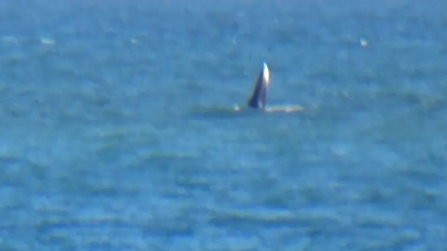 Caza de ballenas gigantes en el mar de Vinh Tan - Binh Thuan
