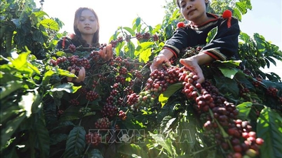 Die Lösung des Problems „Gute Ernte, niedriger Preis“ vietnamesischer Agrarprodukte