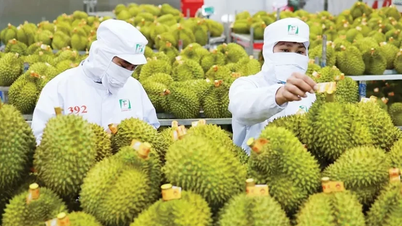 Desenredar los cuellos de botella del durian: se necesita un "canal verde" para el despacho de aduanas
