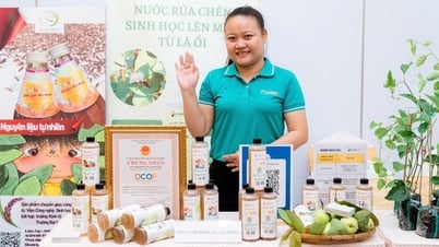 Los empleados de la industria del marisco recurren a las hojas de guayaba para obtener beneficios