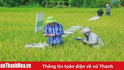 쌀 생산에서의 탄소 크레딧 수집 클로즈업