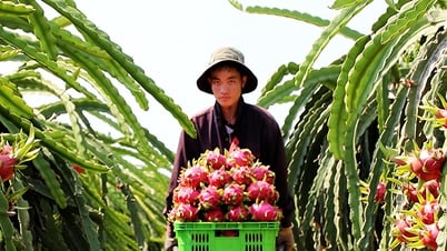 Giải ngân 500 triệu đồng dự án chăm sóc thanh long